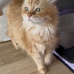 アメリカンカール 2歳の女の子