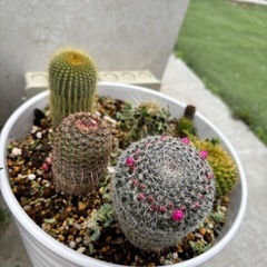 多肉　観葉植物⭐︎の画像