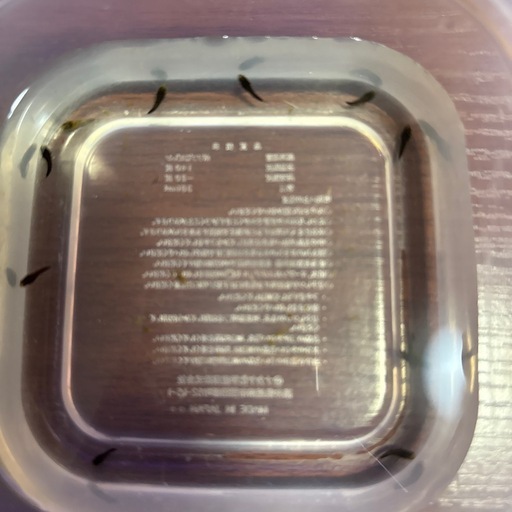 ワイルドベタ アルビマルギナータ10匹（幼魚
）