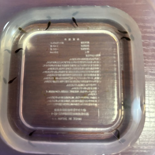 ワイルドベタ アルビマルギナータ10匹（幼魚
）