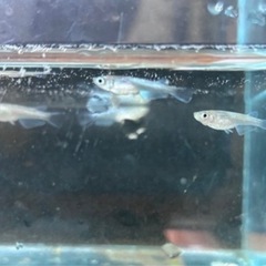 エメキンめだか　若魚５匹の画像