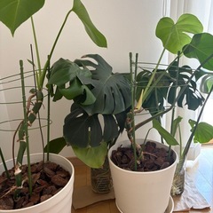 【お取引中】モンステラ株分と鉢２つまとめて　引き取りのみの画像