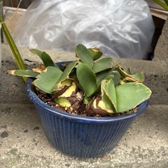 【無料】植木、3つ、引き取り希望の画像