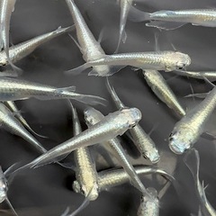 幹之メダカ フルボディ🐟 1匹200円（5匹1000円）の画像