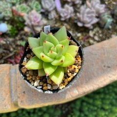 （エケベリア）　エボニーの画像