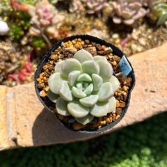 ブルカルの画像