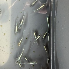 メダカ　メドゥーサの画像