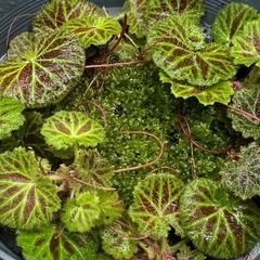 ユキノシタの画像