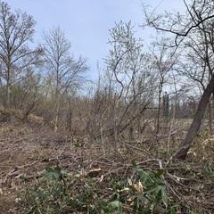 沢山あります【薪】無料5月末頃までの画像