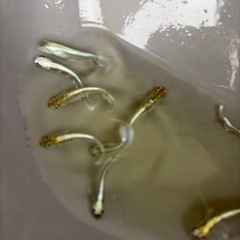 メダカ　エメキンの画像