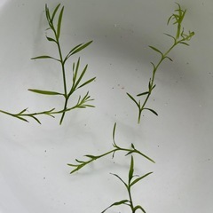 ナヤス(水草) 新芽の画像