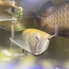 アルビノシルバーアロワナの画像