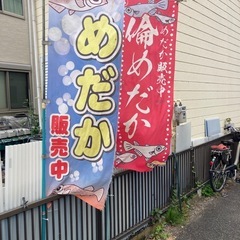 ４月１８日土曜日１２時から１５時めだか販売（いつもと違う時間帯なのでお間違えないように）の画像
