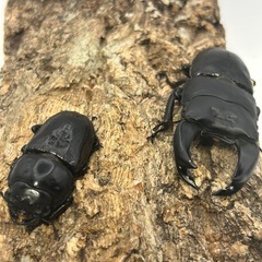 KOTA's insect ホペイ王翦血統
幼虫  ※一頭の画像