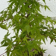 紅葉　モミジ　盆栽の画像