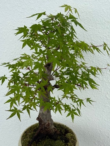 紅葉　モミジ　盆栽