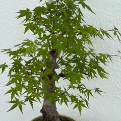 紅葉　モミジ　盆栽の画像