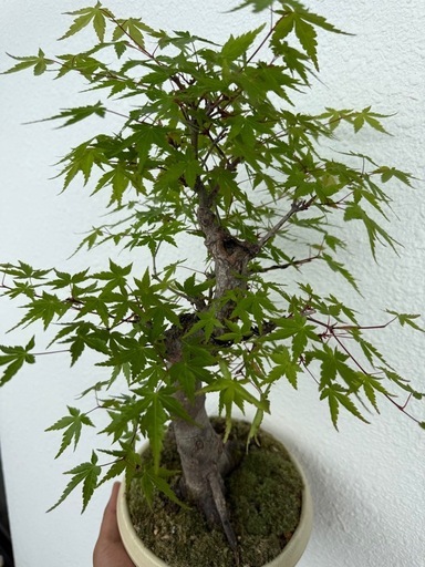 紅葉　モミジ　盆栽