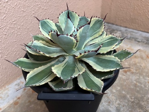 植物　アガベ　陶器鉢