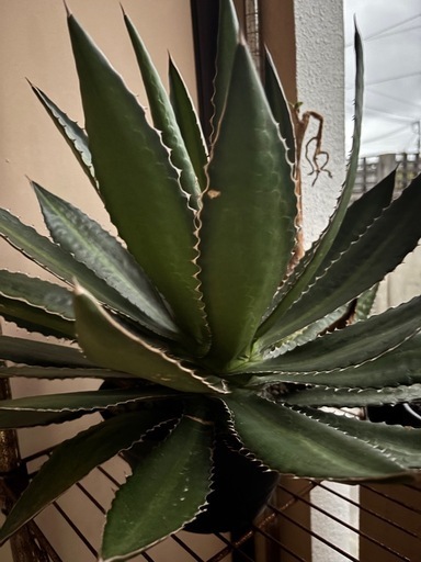 植物　アガベ　陶器鉢