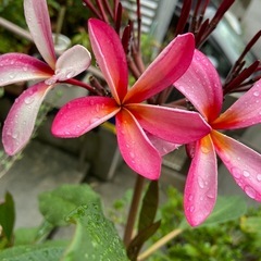 プルメリア　　花芽が付いている株になりますの画像