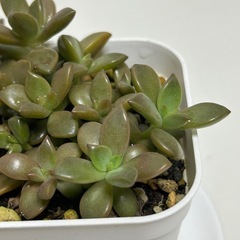 多肉植物　ブロンズ姫　　プラ鉢の画像