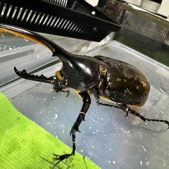 カブトムシ、ヘラクレス成虫ペアの画像
