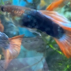 タキシードグッピー　オレンジ　ペアの画像