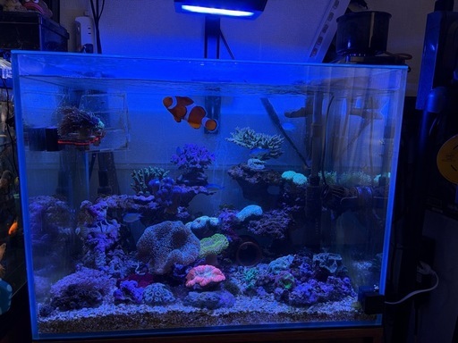 海水魚水槽セット