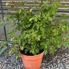 バラ　レイニーブルー　大苗の画像