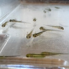 ③ マダライモリ幼生手渡し限定
の画像