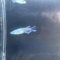 エメキン(白色強め)メダカ8匹の画像