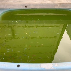 めだかの画像