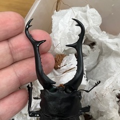 ギラファ ノコギリクワガタ（フローレス産）　ペアの画像