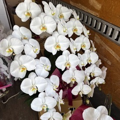 どれでも1点2000円　胡蝶蘭　生花の画像