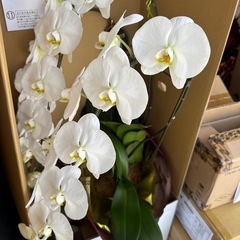 どれでも1点2000円　胡蝶蘭　生花の画像