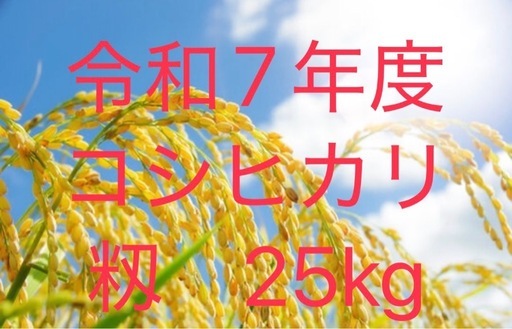 令和7年度　新米　コシヒカリ　籾　25kg 常陸大宮産
