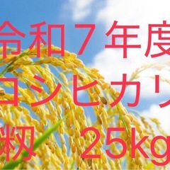 令和７年度産　籾米　25キロ 令和7年度産 籾米 25キロ