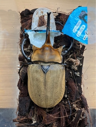 エレファスゾウカブト（コスタリカ産）　♂単品