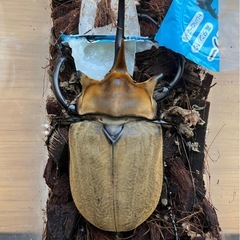 エレファスゾウカブト（コスタリカ産）　♂単品の画像