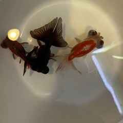 引き取り限定　金魚　3種の画像