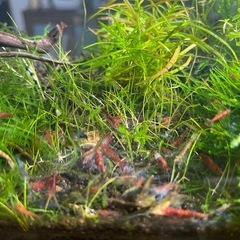 チェリーシュリンプ10尾の画像