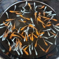 🪴多肉植物&めだか販売🌈の画像