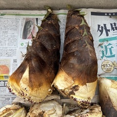 本日採れたて竹の子の画像