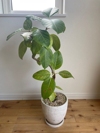 観葉植物