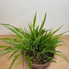 風知草　フウチソウ　鉢付き　30㎝の画像