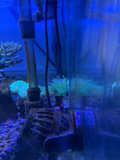海水魚水槽セット