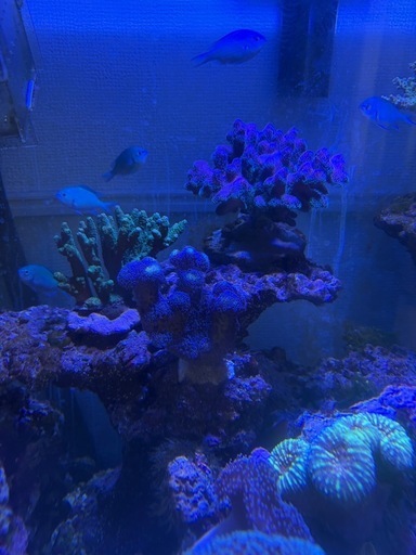 海水魚水槽セット