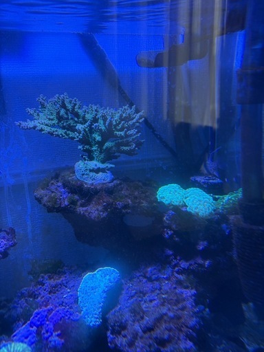 海水魚水槽セット