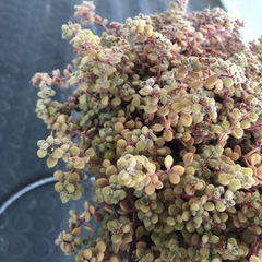 ブロウメアナの画像